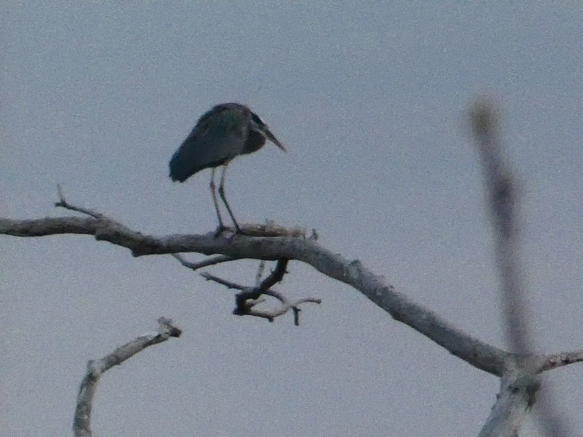 Great Blue Heron - Roberto  Garrigues