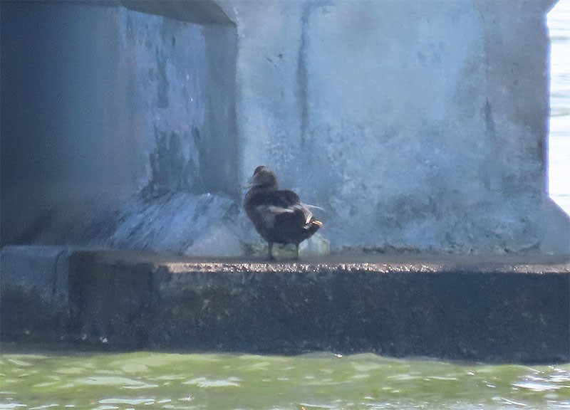 Common Eider - ML172240181