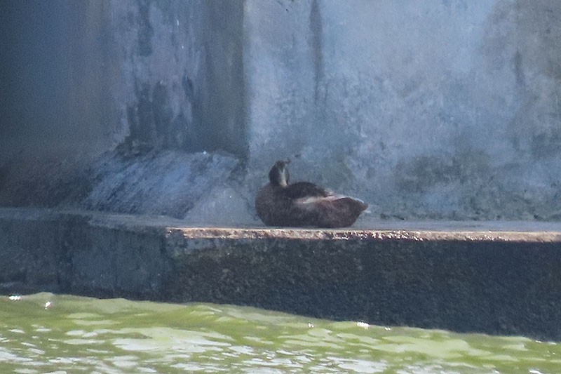 Common Eider - ML172240191