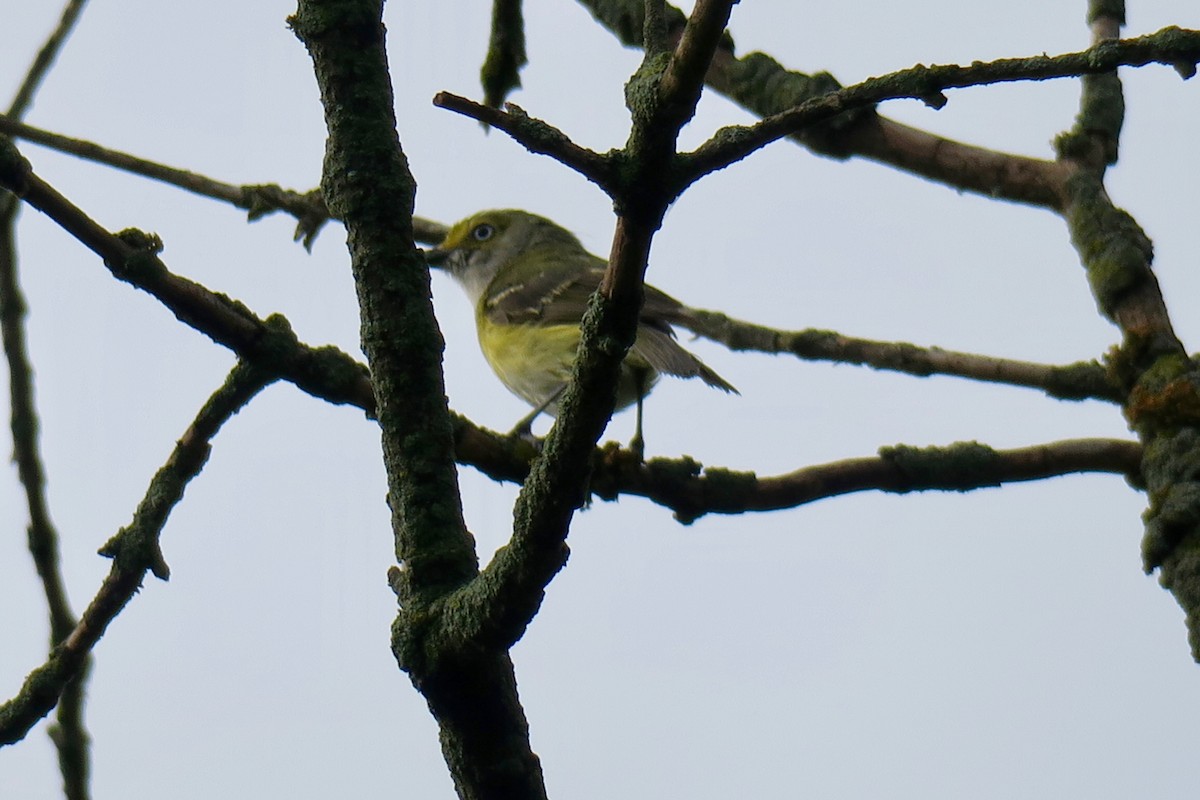 White-eyed Vireo - ML172242501