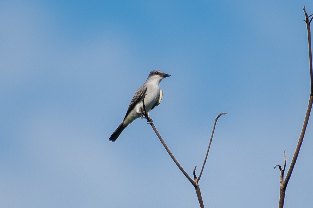 Gray Kingbird - ML172243951