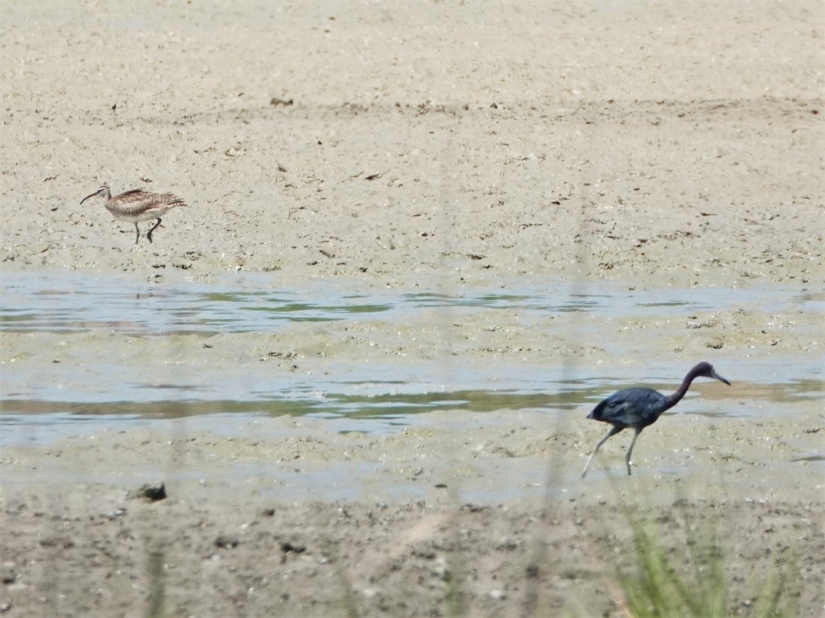 koliha malá (ssp. hudsonicus) - ML172244111