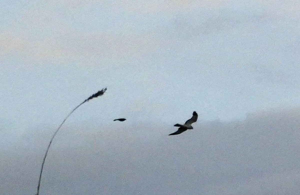 Northern Harrier - ML172245351