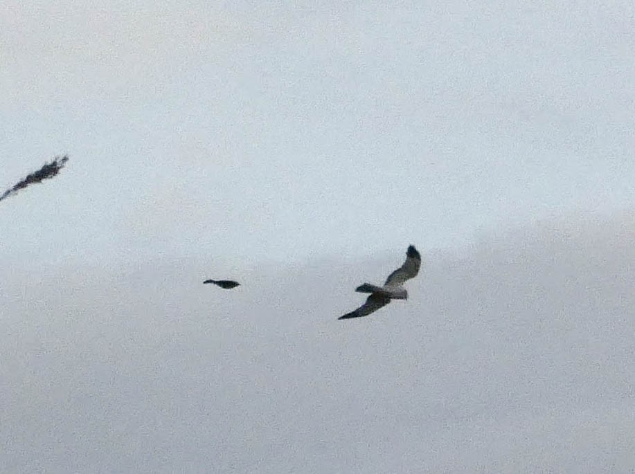 Northern Harrier - Roberto  Garrigues