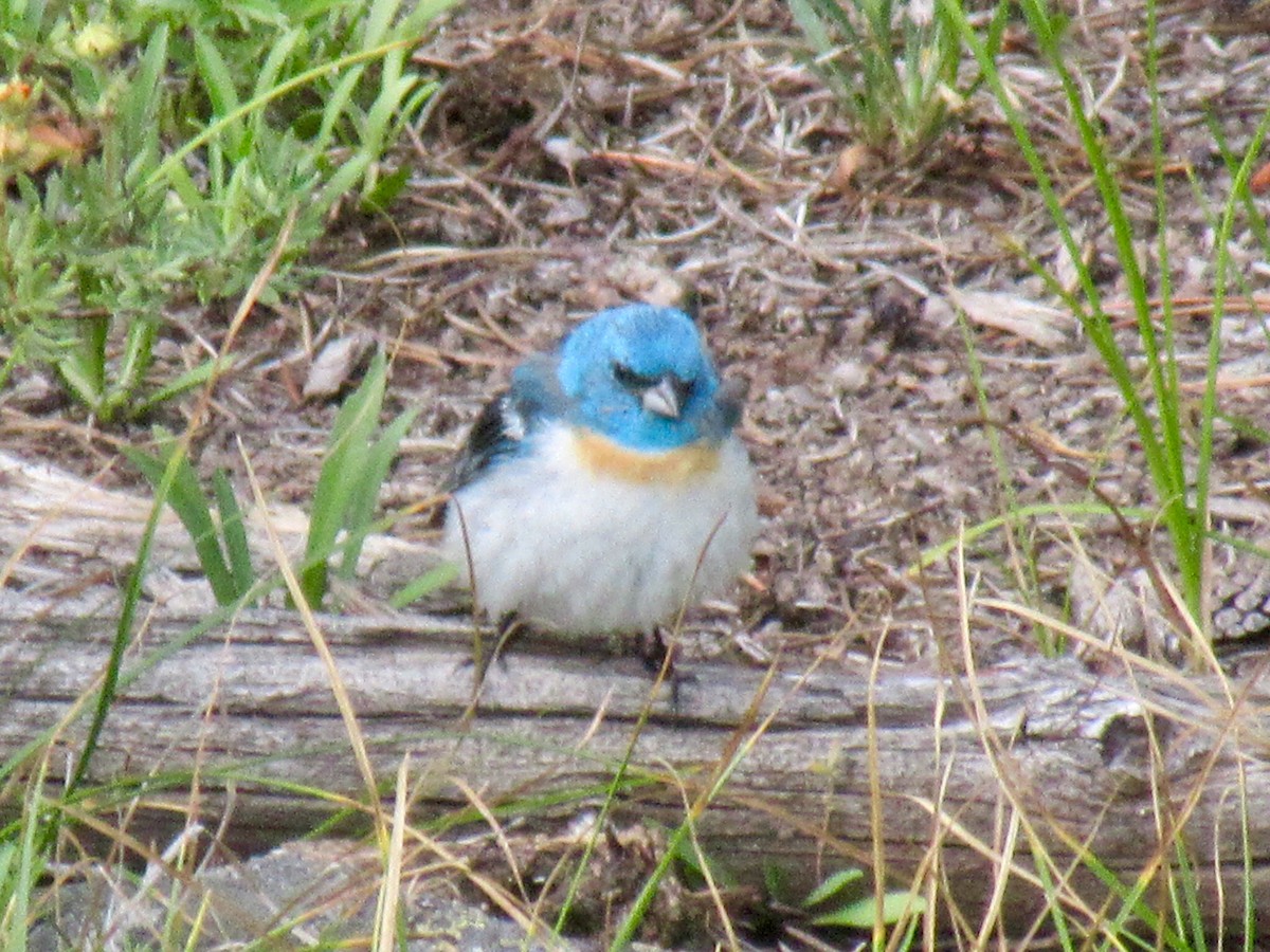 Lazuli Bunting - ML172245811