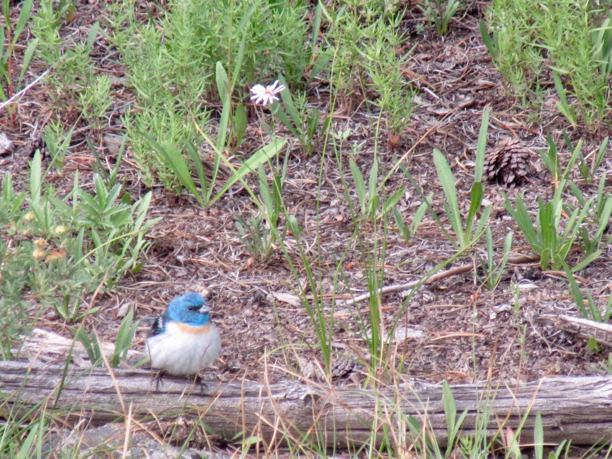 Lazuli Bunting - Misty Walters