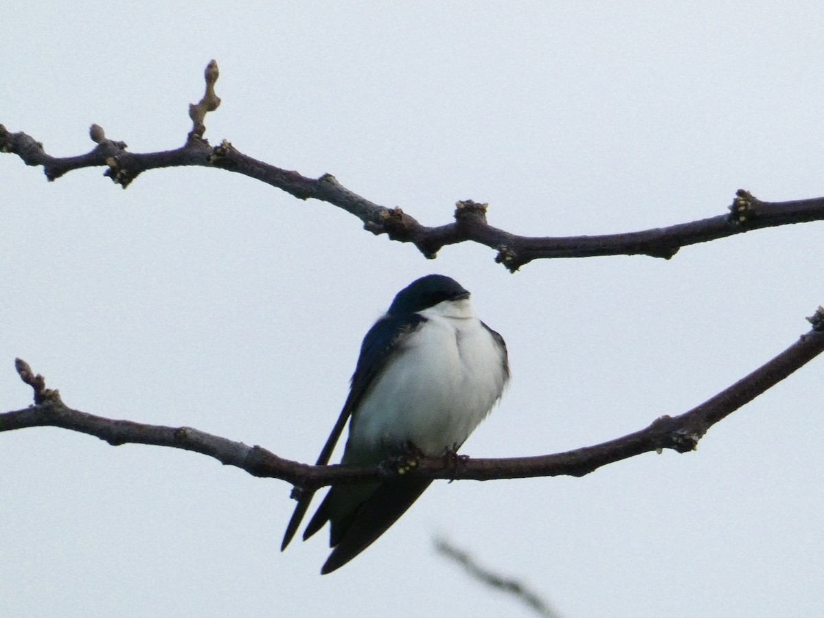 Golondrina Bicolor - ML172246461