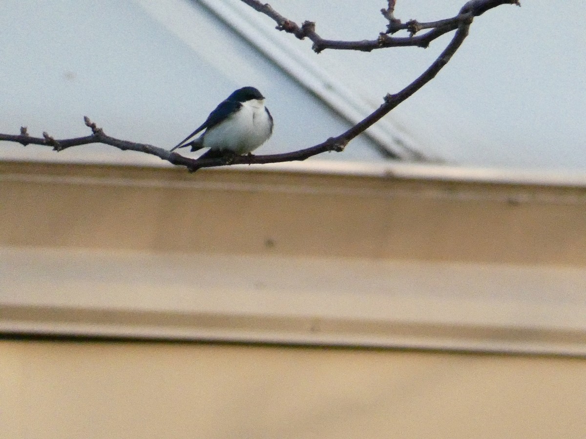 Tree Swallow - Roberto  Garrigues