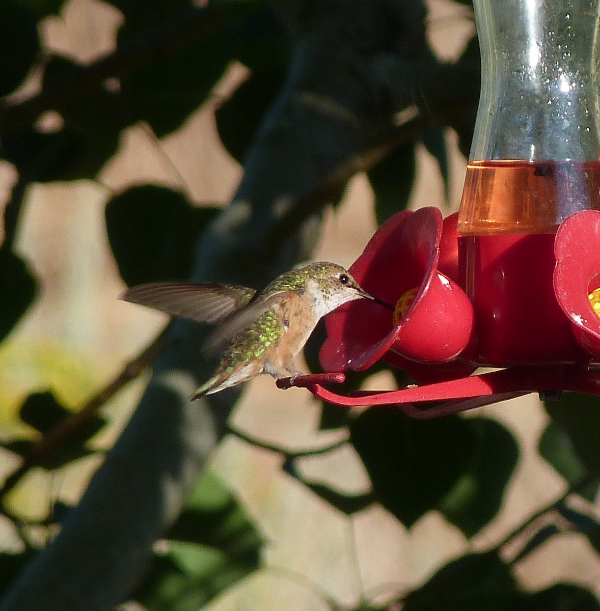 Rufous Hummingbird - ML172246521