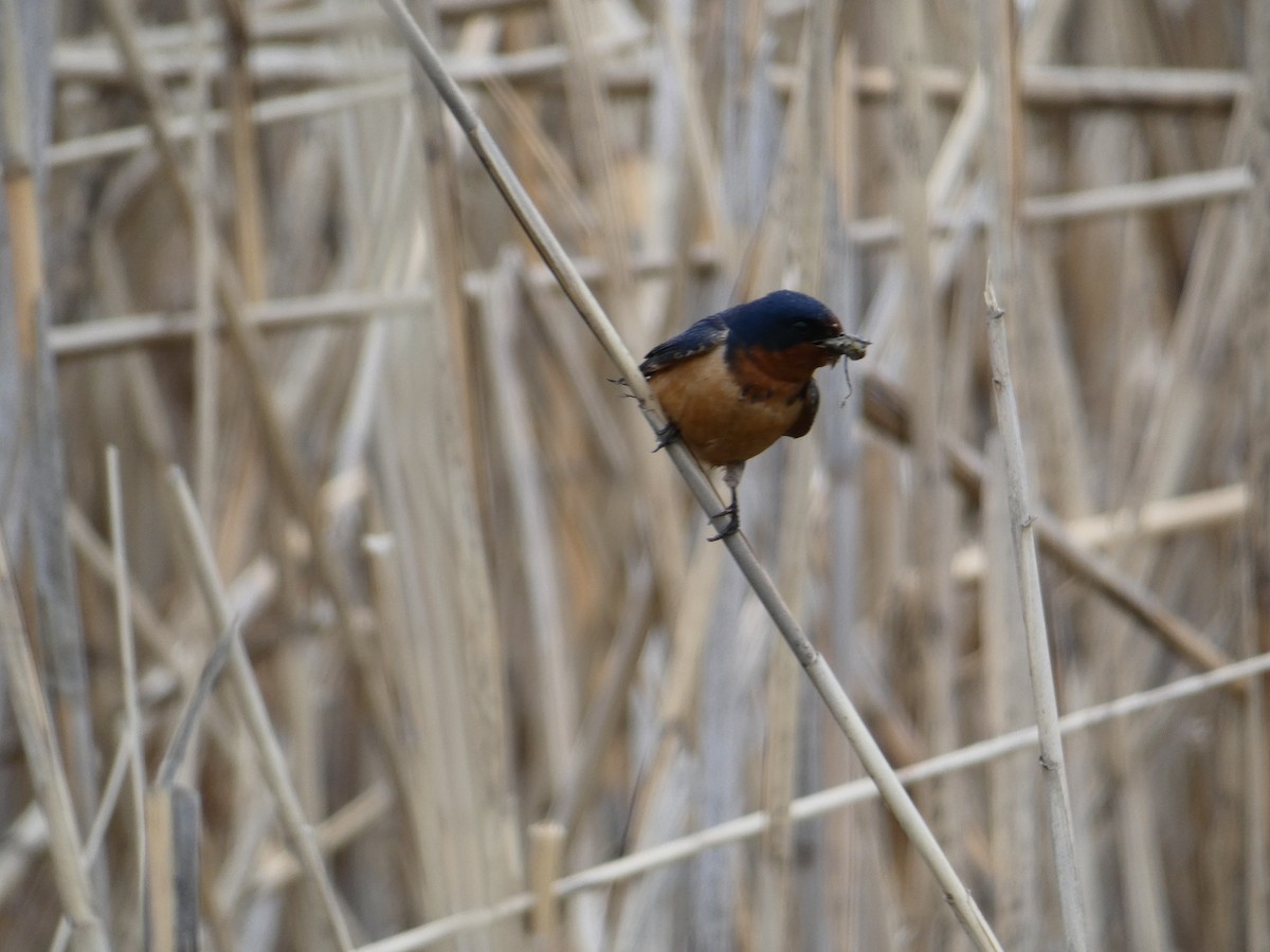 Barn Swallow - Roberto  Garrigues