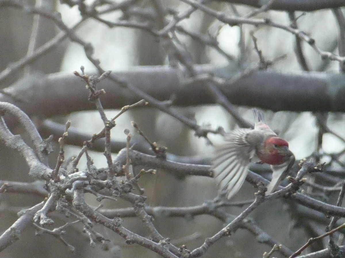 House Finch - ML172247211