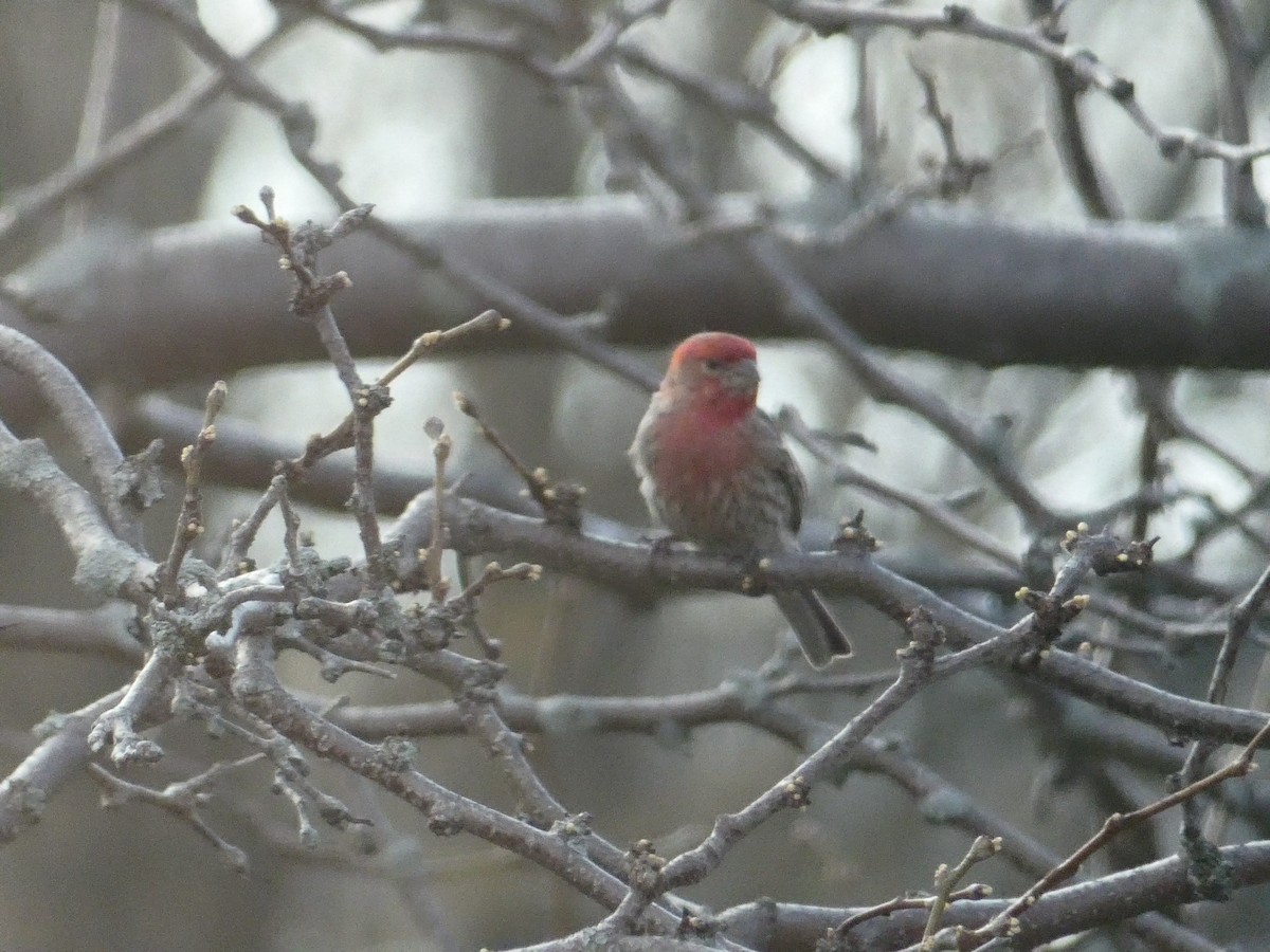 House Finch - ML172247251