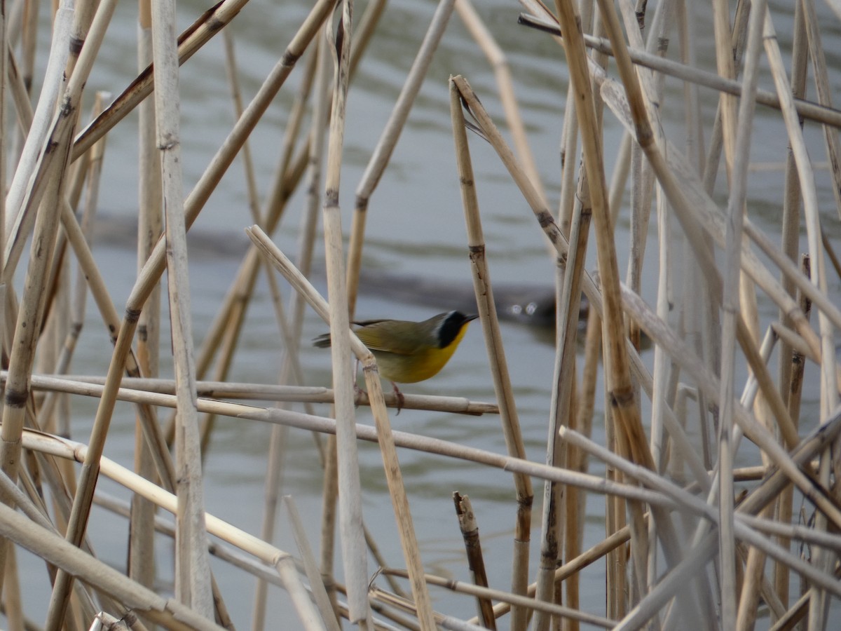 Paruline masquée - ML172247481