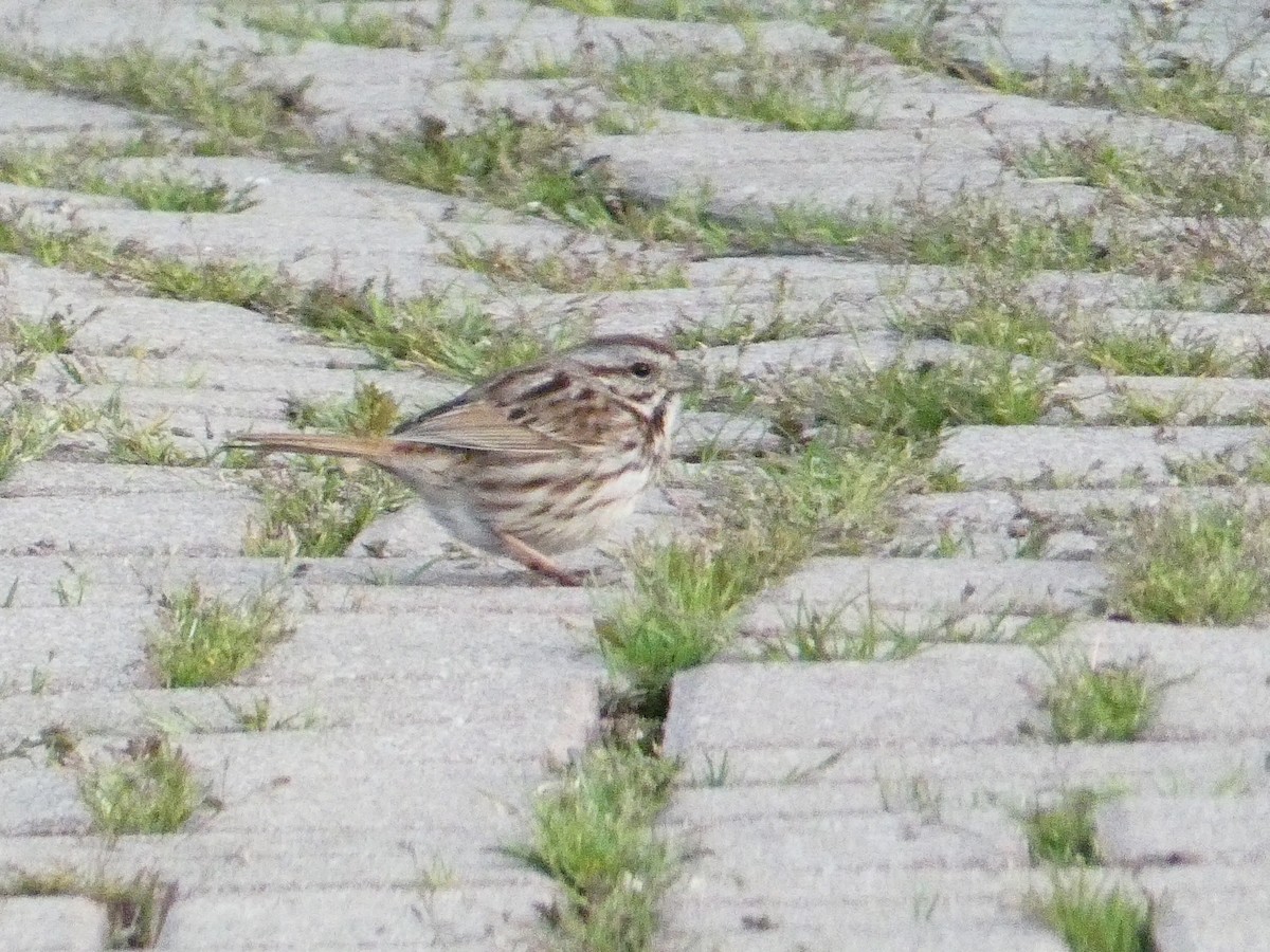 Song Sparrow - Roberto  Garrigues