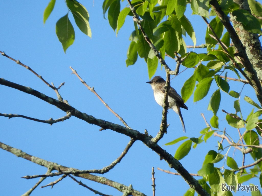 Eastern Phoebe - Ron Payne