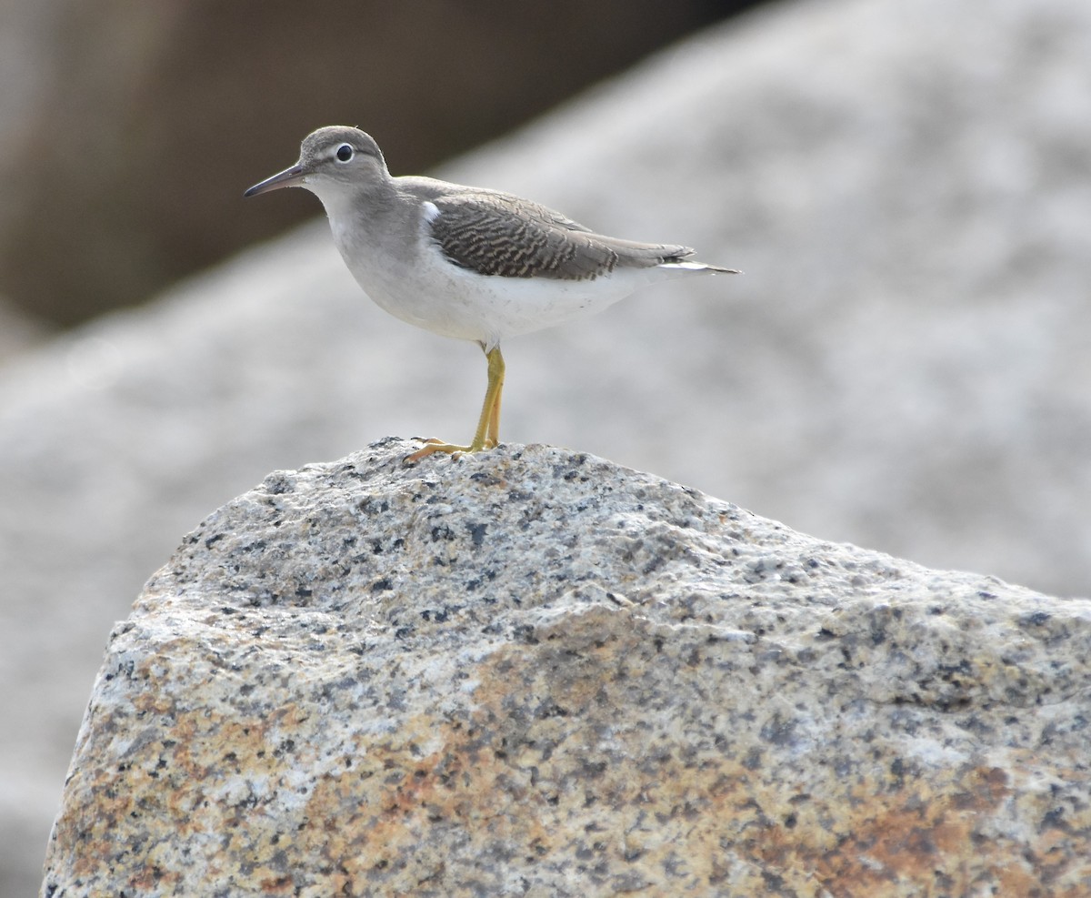 Spotted Sandpiper - Christoph Randler