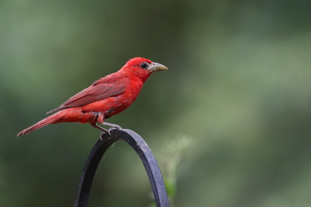 Summer Tanager - ML172249651