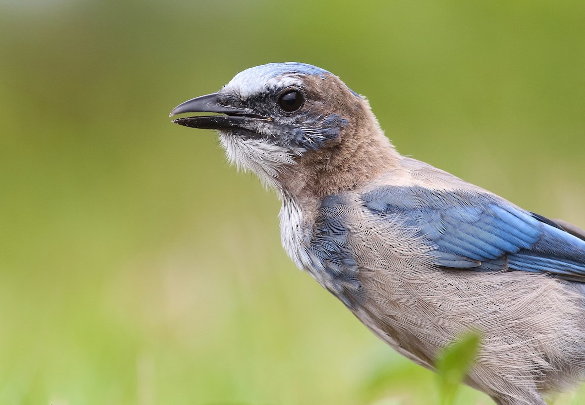 Florida Scrub-Jay - ML172250221