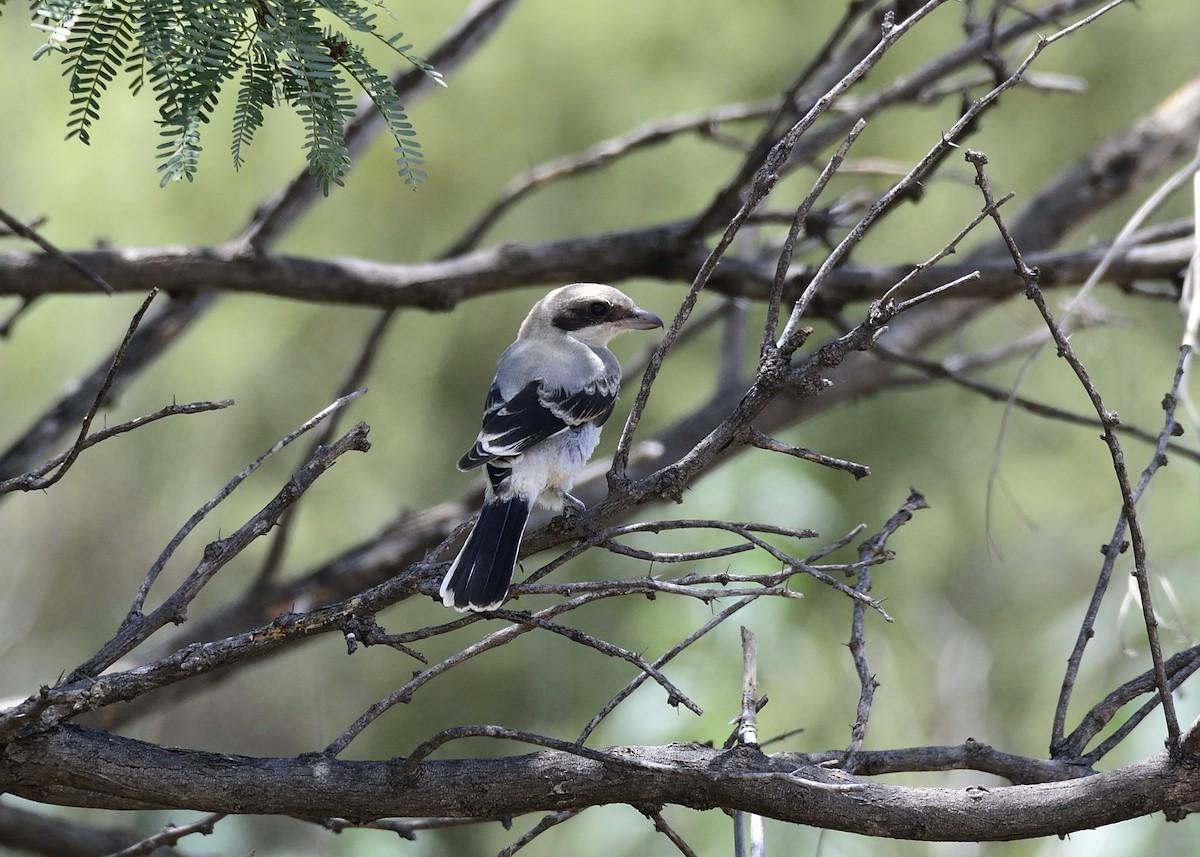 Loggerhead Shrike - Kordeen Kor