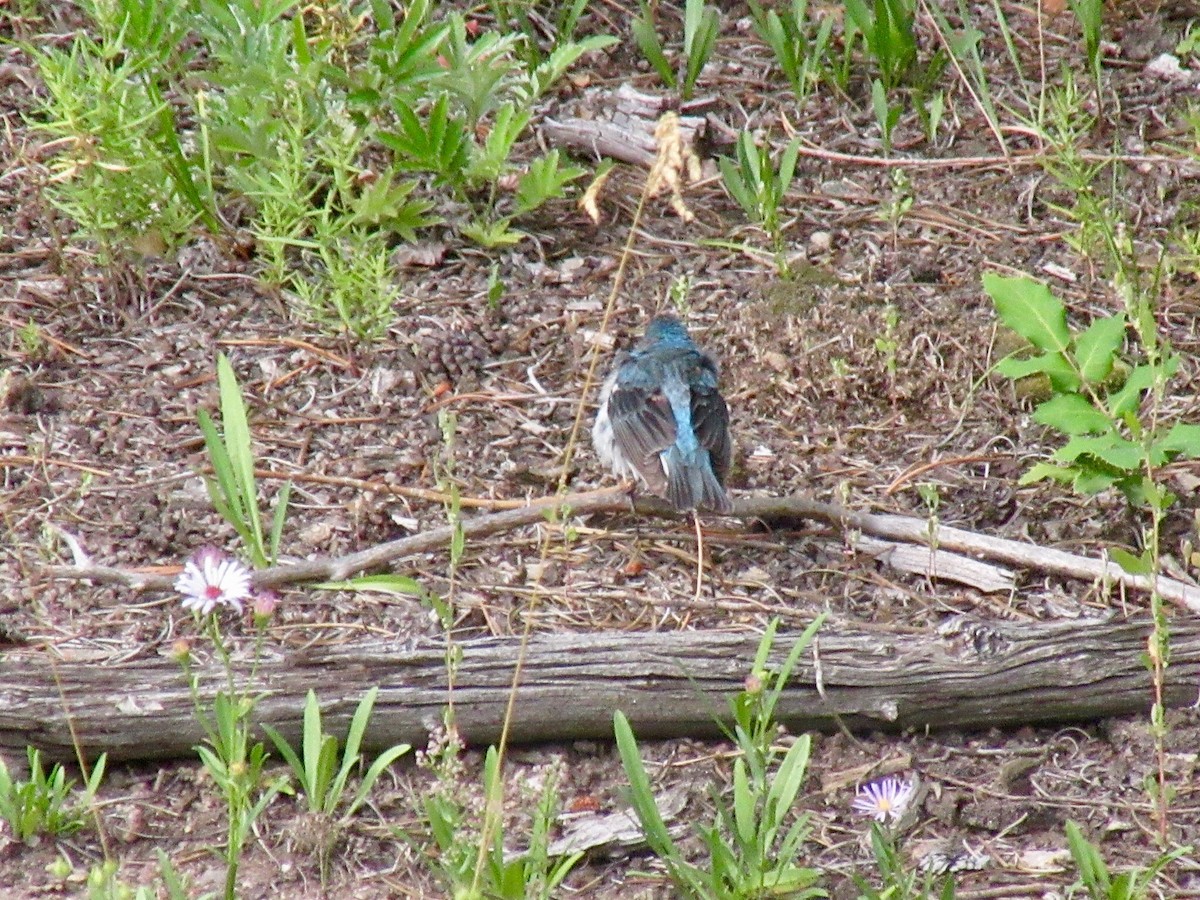 Lazuli Bunting - ML172251081