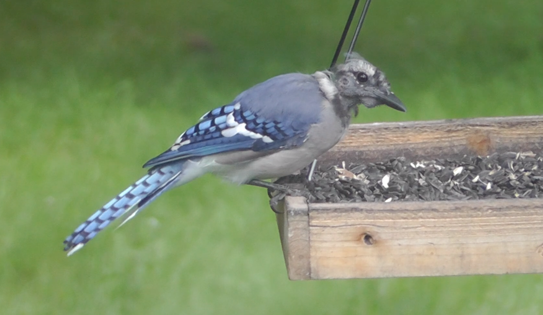 Blue Jay - ML172253431