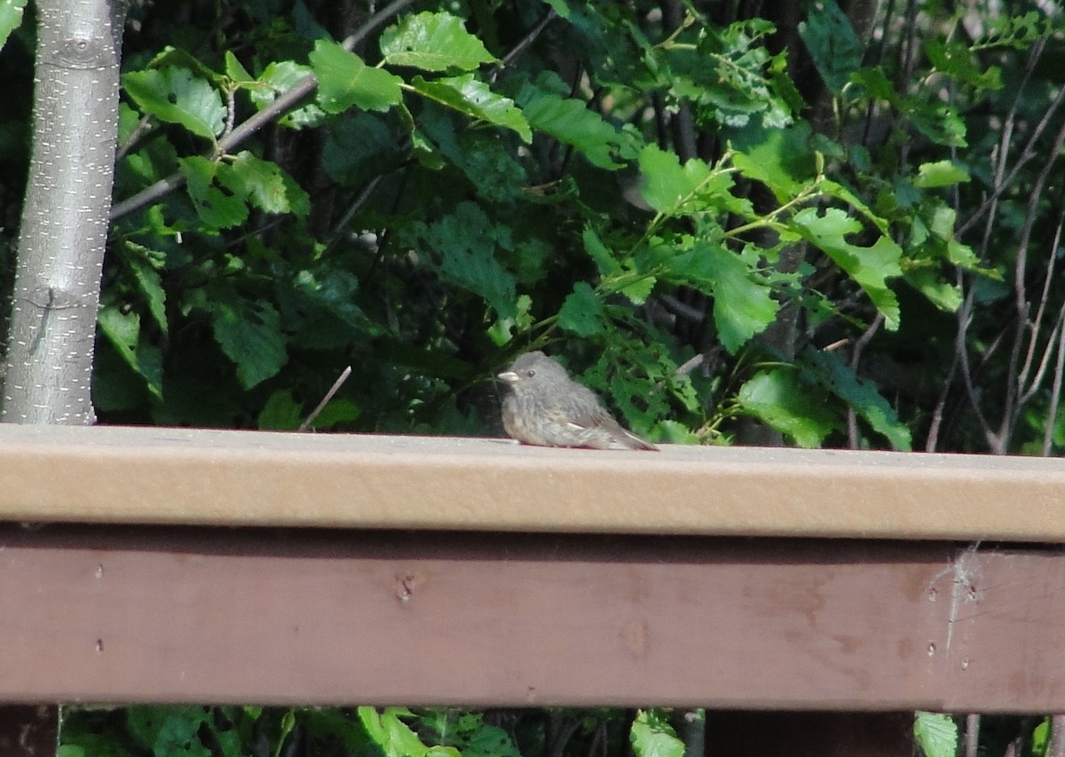 Junco Ojioscuro (hyemalis/carolinensis) - ML172254641