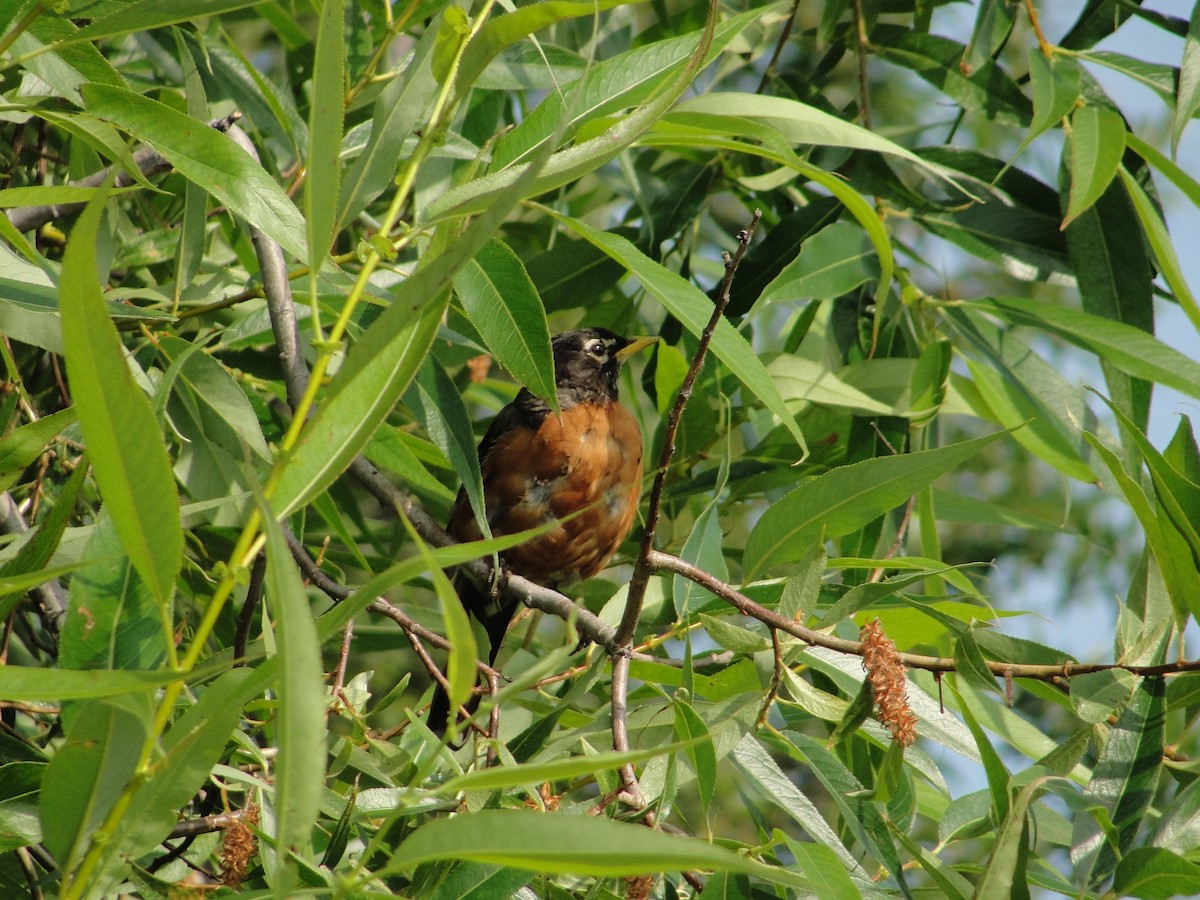 American Robin - ML172254911