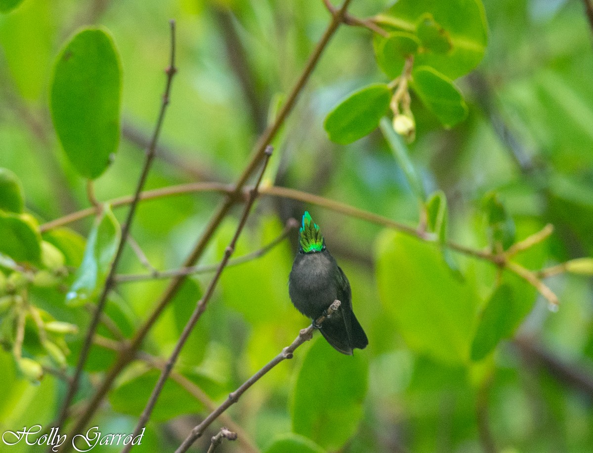 Antillean Crested Hummingbird - Holly Garrod