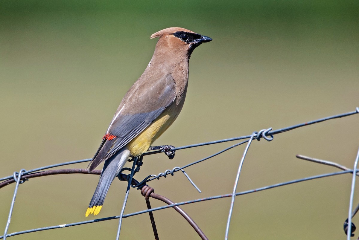 Cedar Waxwing - ML172256811