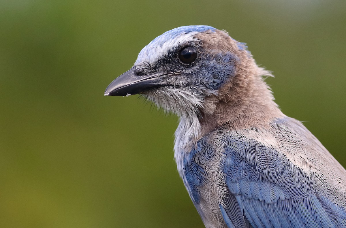 Florida Scrub-Jay - ML172258321