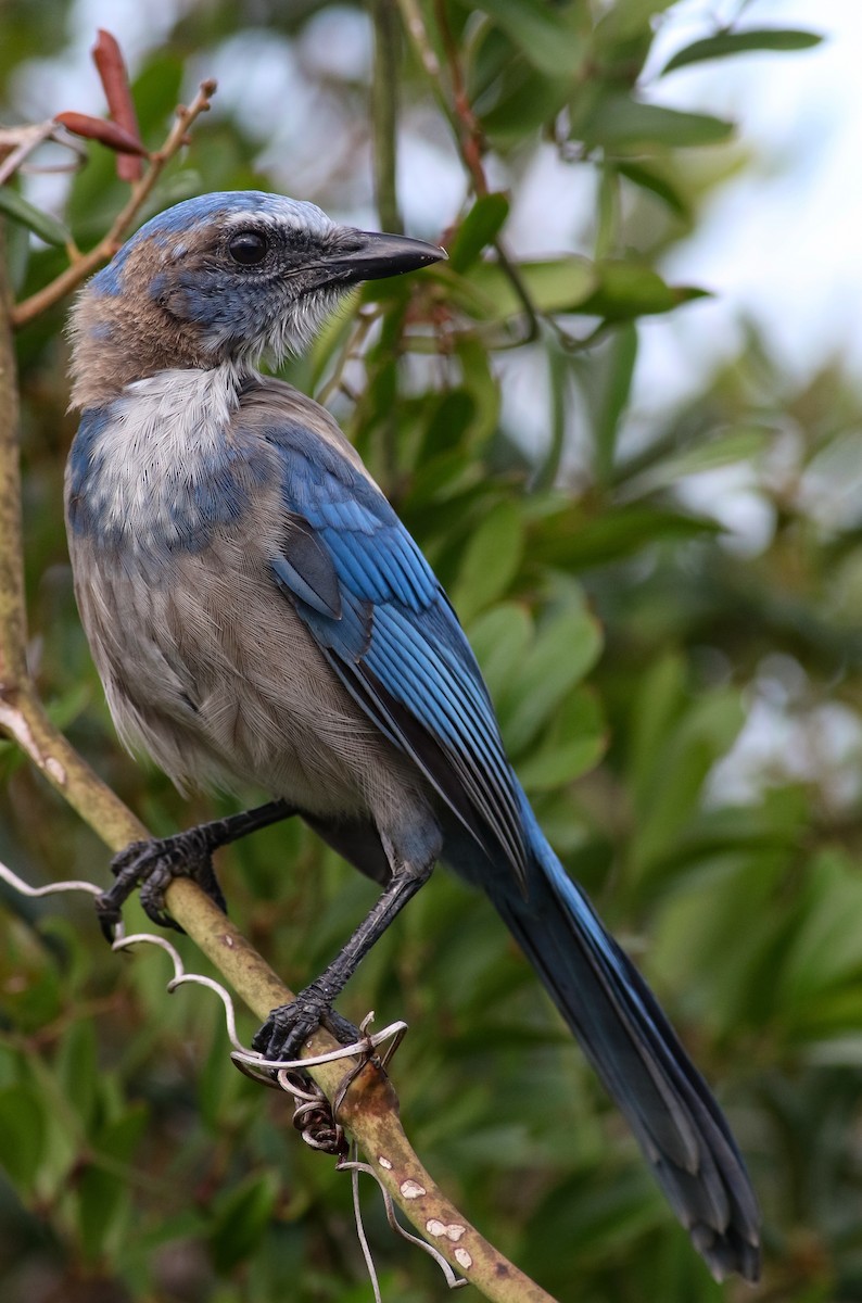 Florida Scrub-Jay - ML172258341