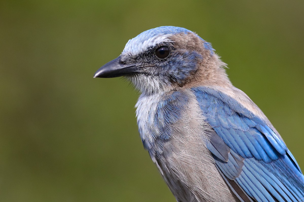 Florida Scrub-Jay - ML172258351