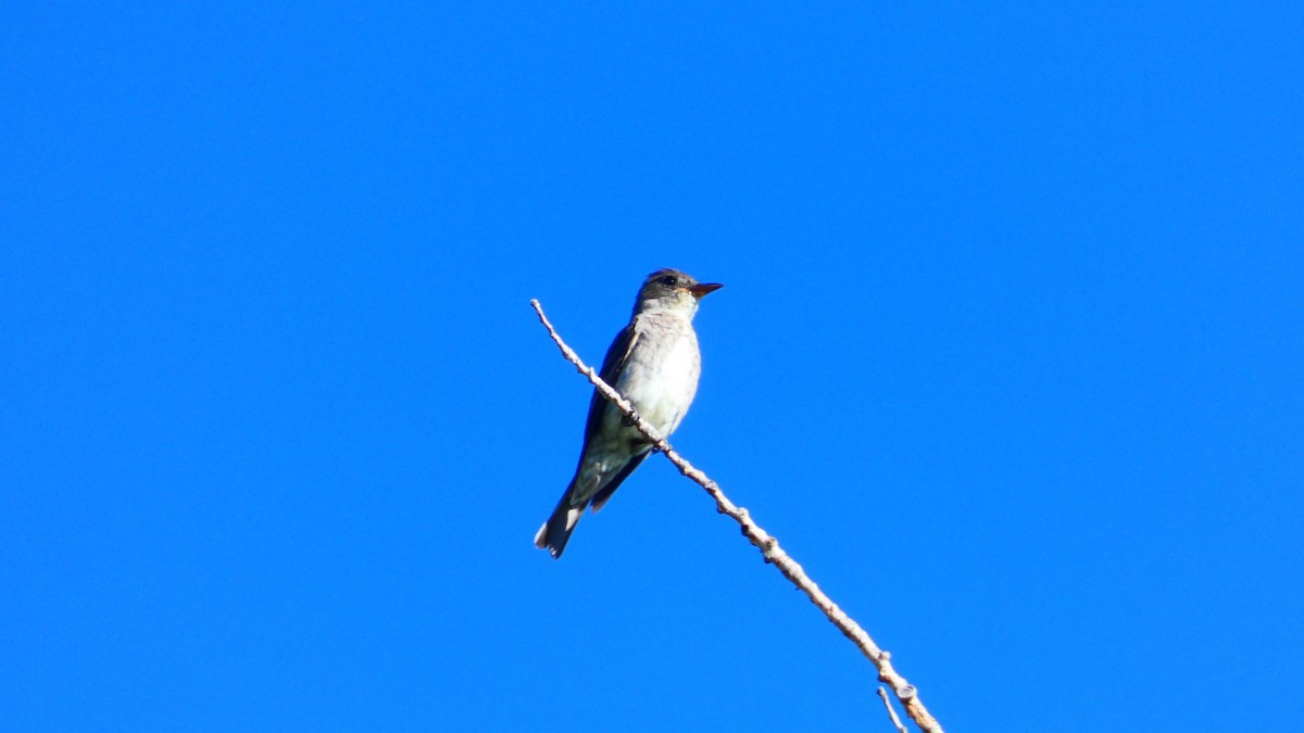 Olive-sided Flycatcher - ML172258771