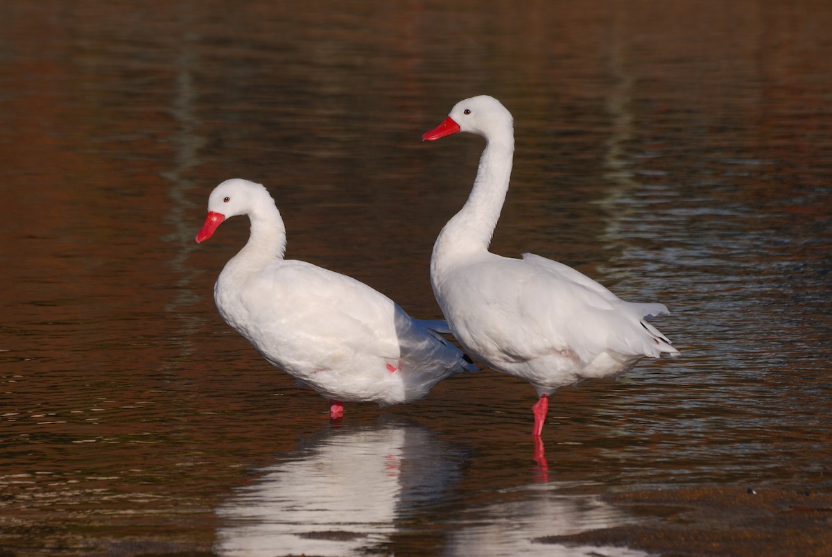 Coscoroba Swan - ML172259461