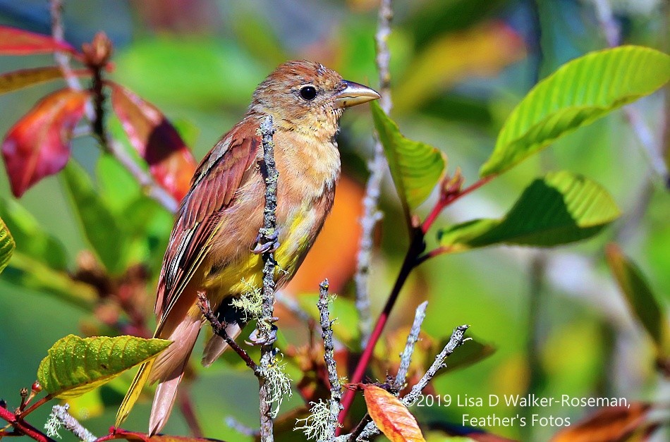Summer Tanager - ML172264941