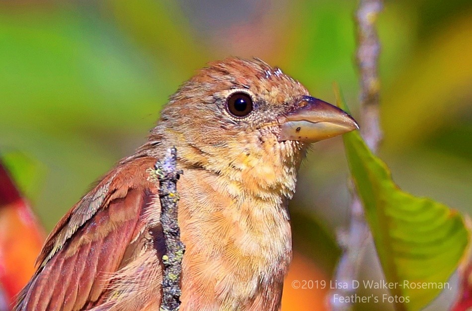 Summer Tanager - ML172264951