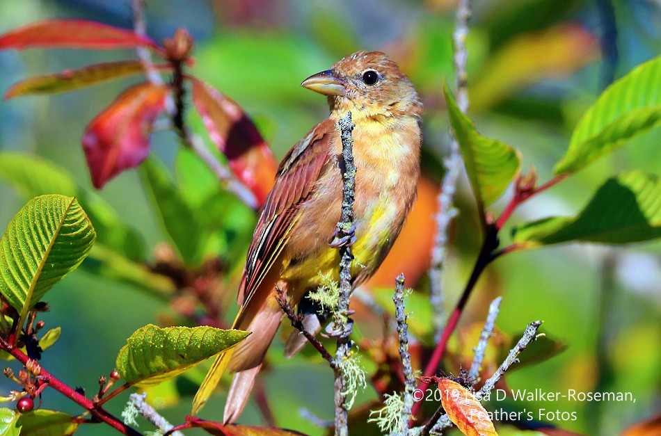 Summer Tanager - ML172264961