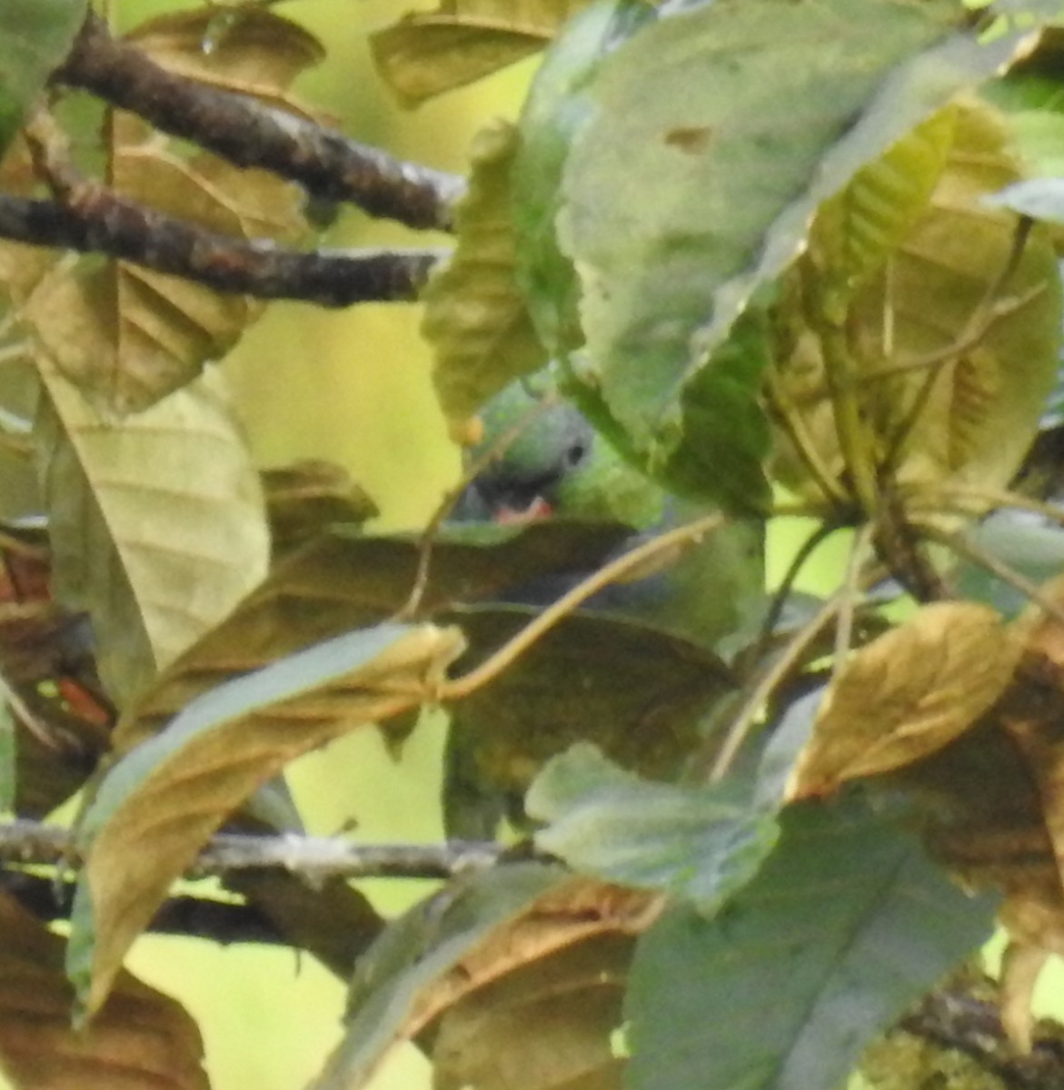 Red-billed Parrot - ML172265571