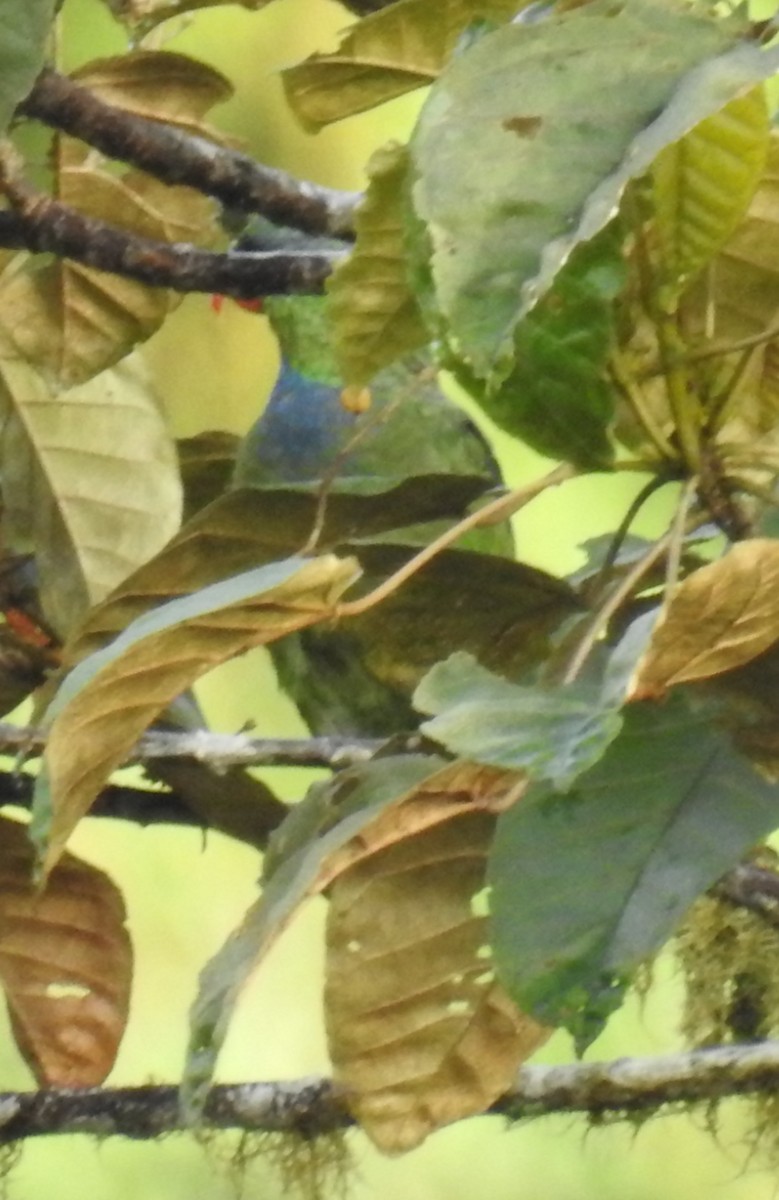 Red-billed Parrot - ML172265581