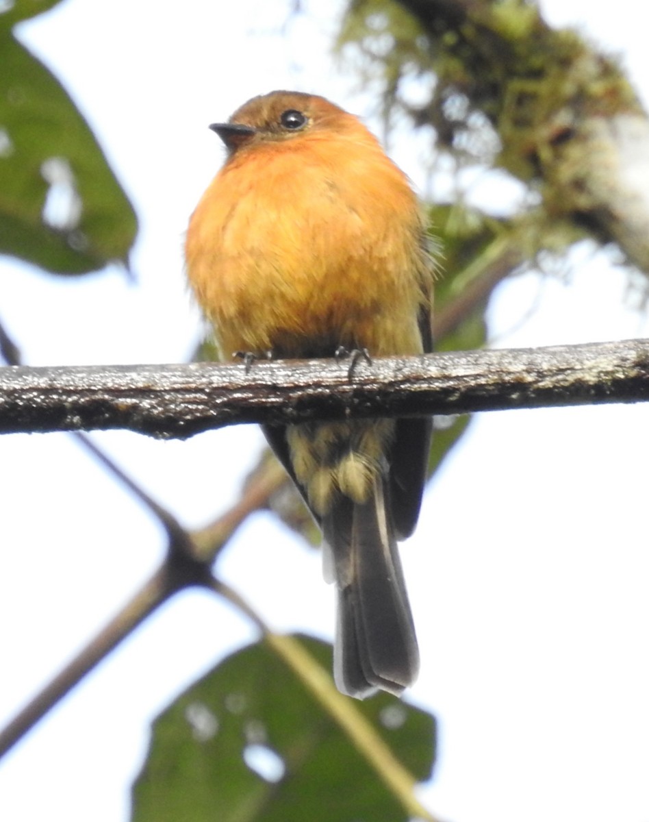 Cinnamon Flycatcher - ML172265831