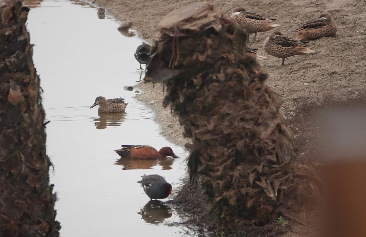 Cinnamon Teal - ML172265851