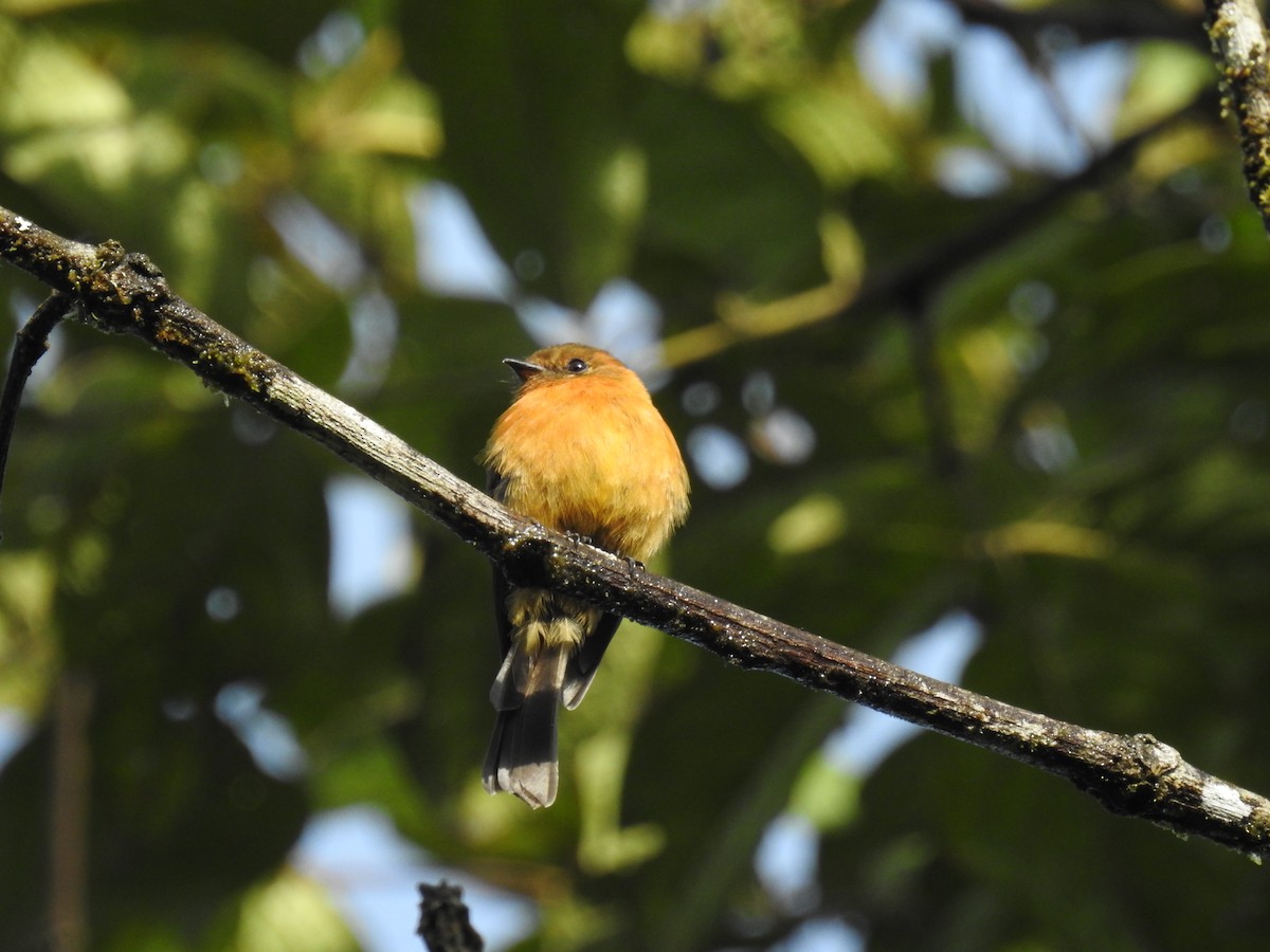 Cinnamon Flycatcher - ML172265881