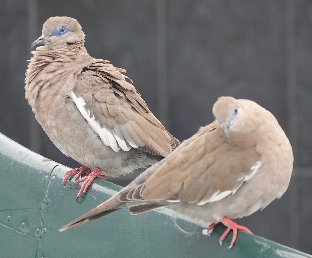 West Peruvian Dove - ML172265931