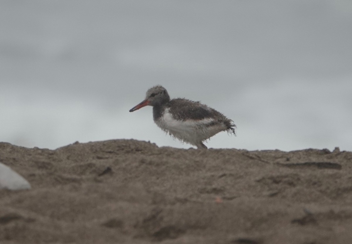 American Oystercatcher - Peter Gagarin