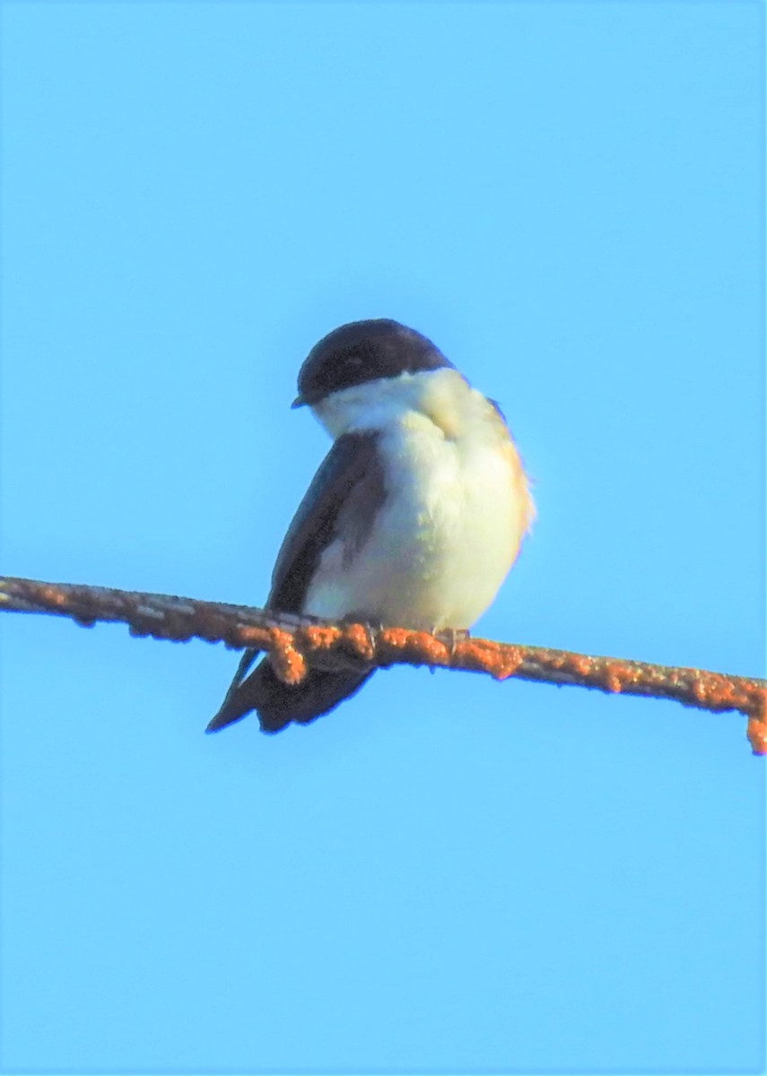 Blue-and-white Swallow - ML172266071
