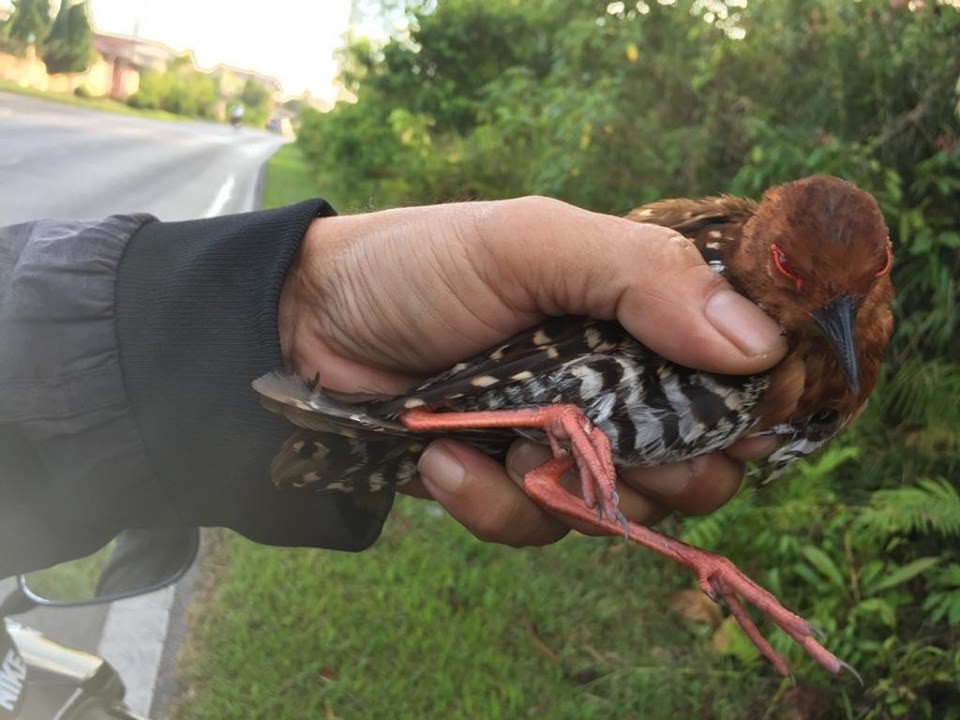 Red-legged Crake - ML172266681