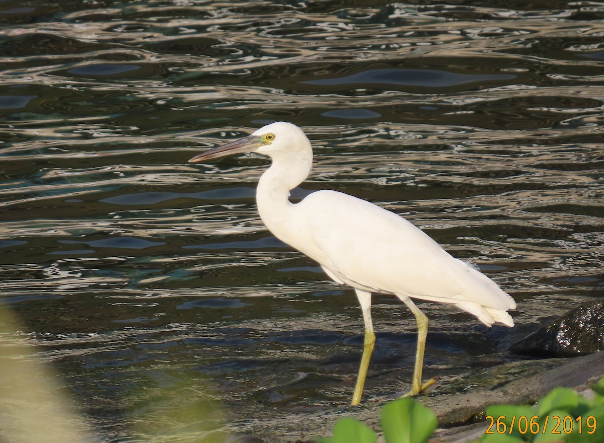 Pacific Reef-Heron - Mal & Gail Highgate Hill