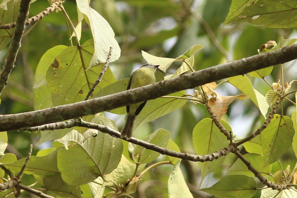 Sooty-headed Tyrannulet - george parker