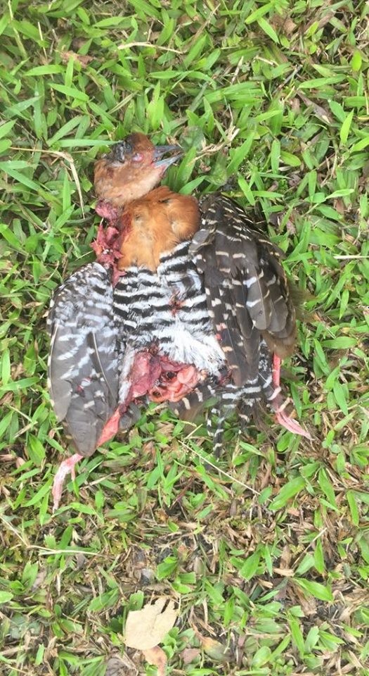 Red-legged Crake - Anthony Wong