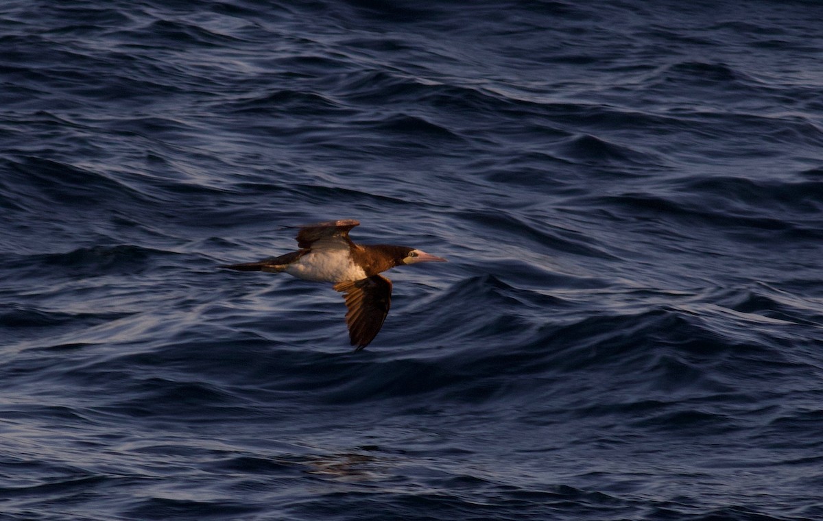 Brown Booby - ML172270311